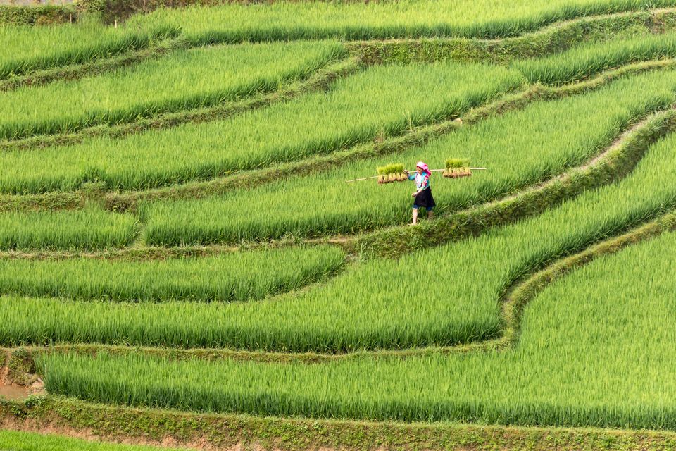 Farmers